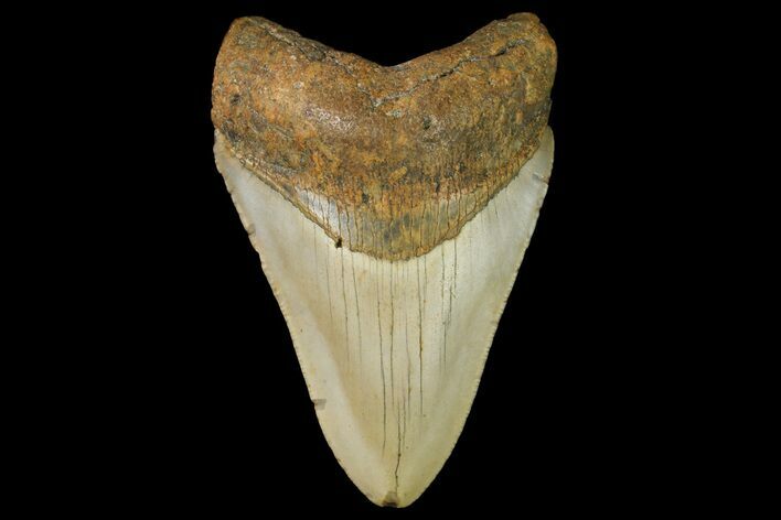 Fossil Megalodon Tooth - North Carolina #166981
